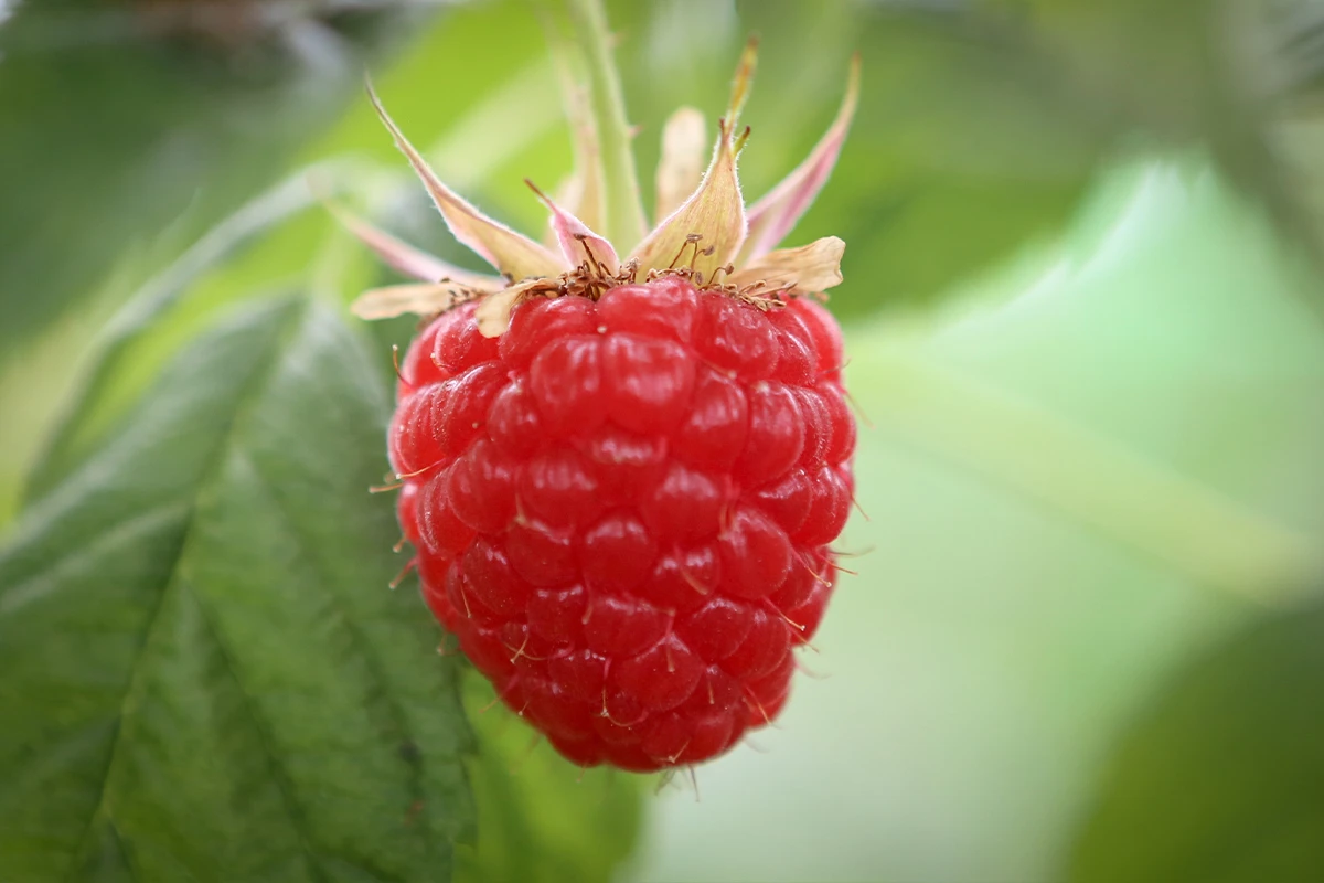 Raspberries - Where Did Raspberries Come From 