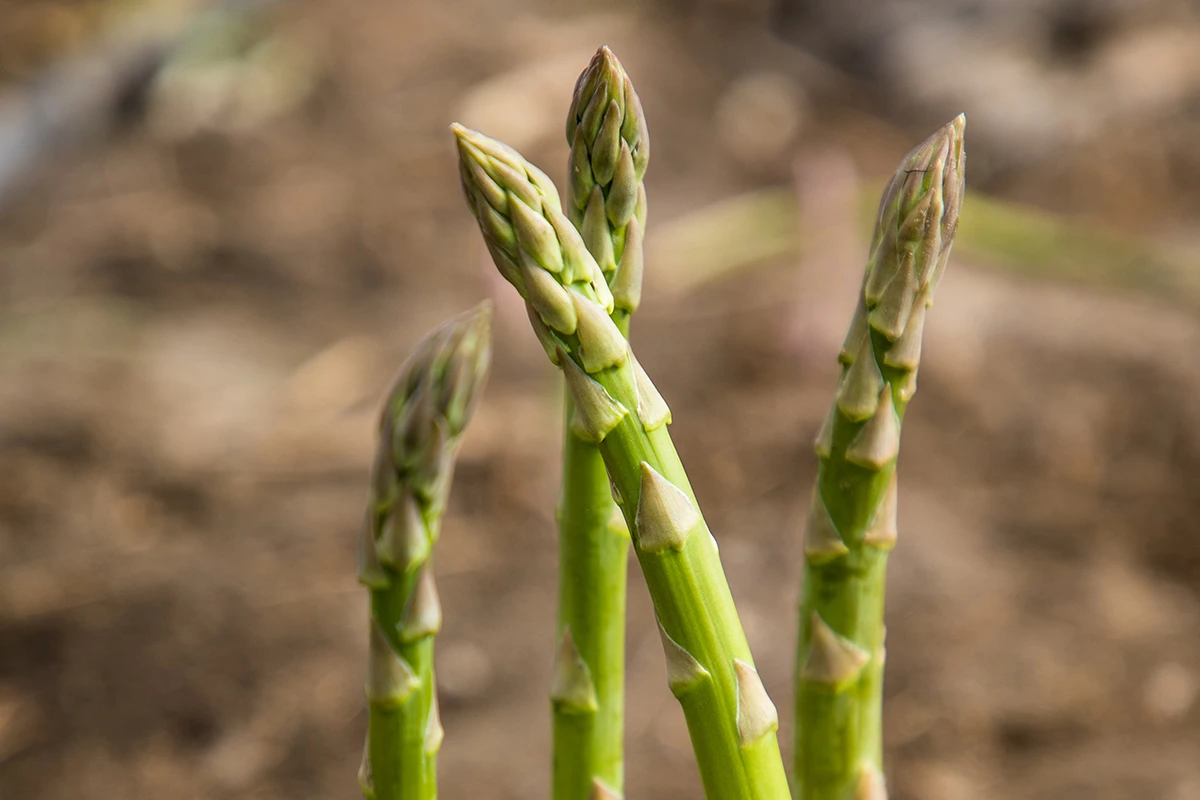 Green Asparagus Tips - Where Did Green Asparagus Tips Come From?
