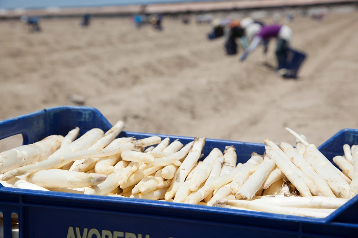 White mini asparagus - Where do white mini asparagus come from