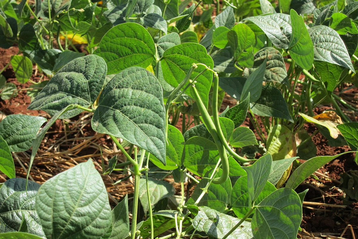 Haricots Verts - Where Did Haricots Verts Come From