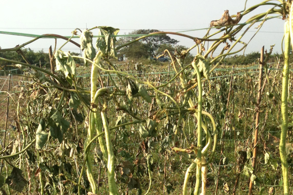 Long beans - Where are long beans grown?