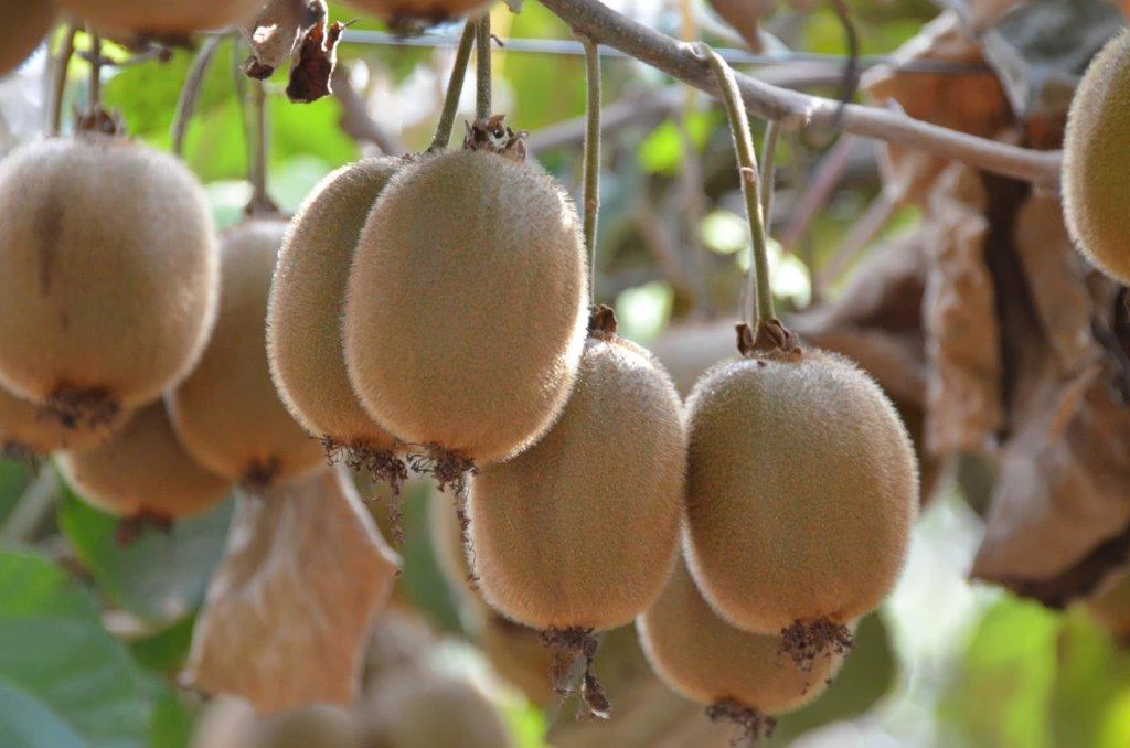 Hoe groeit een kiwi? Kiwi teeltfoto