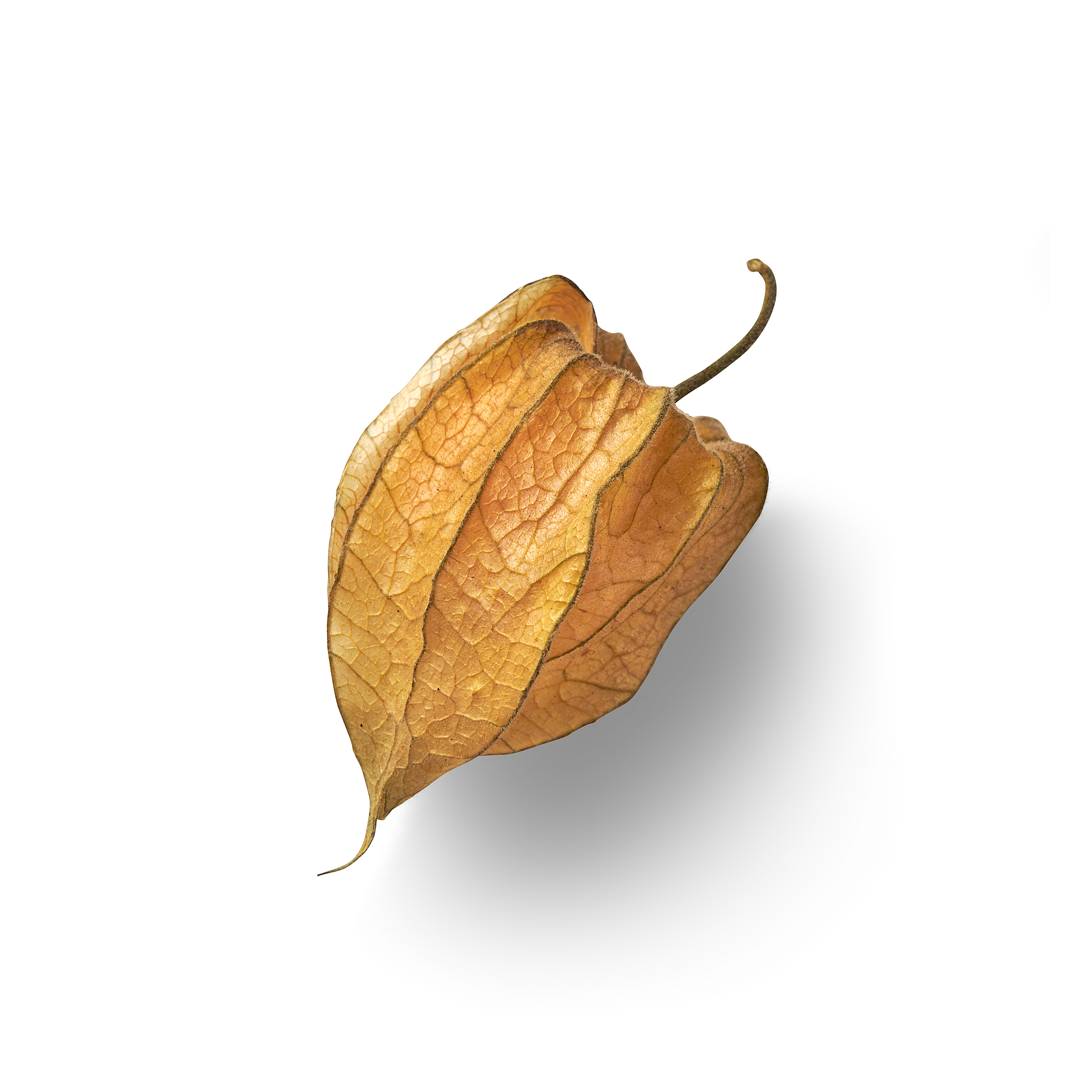 Physalis Topview