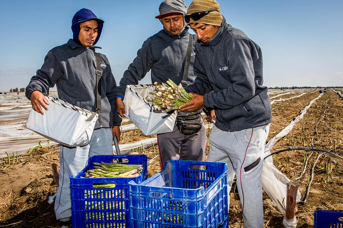 Green Asparagus - Where Did Green Asparagus Come From