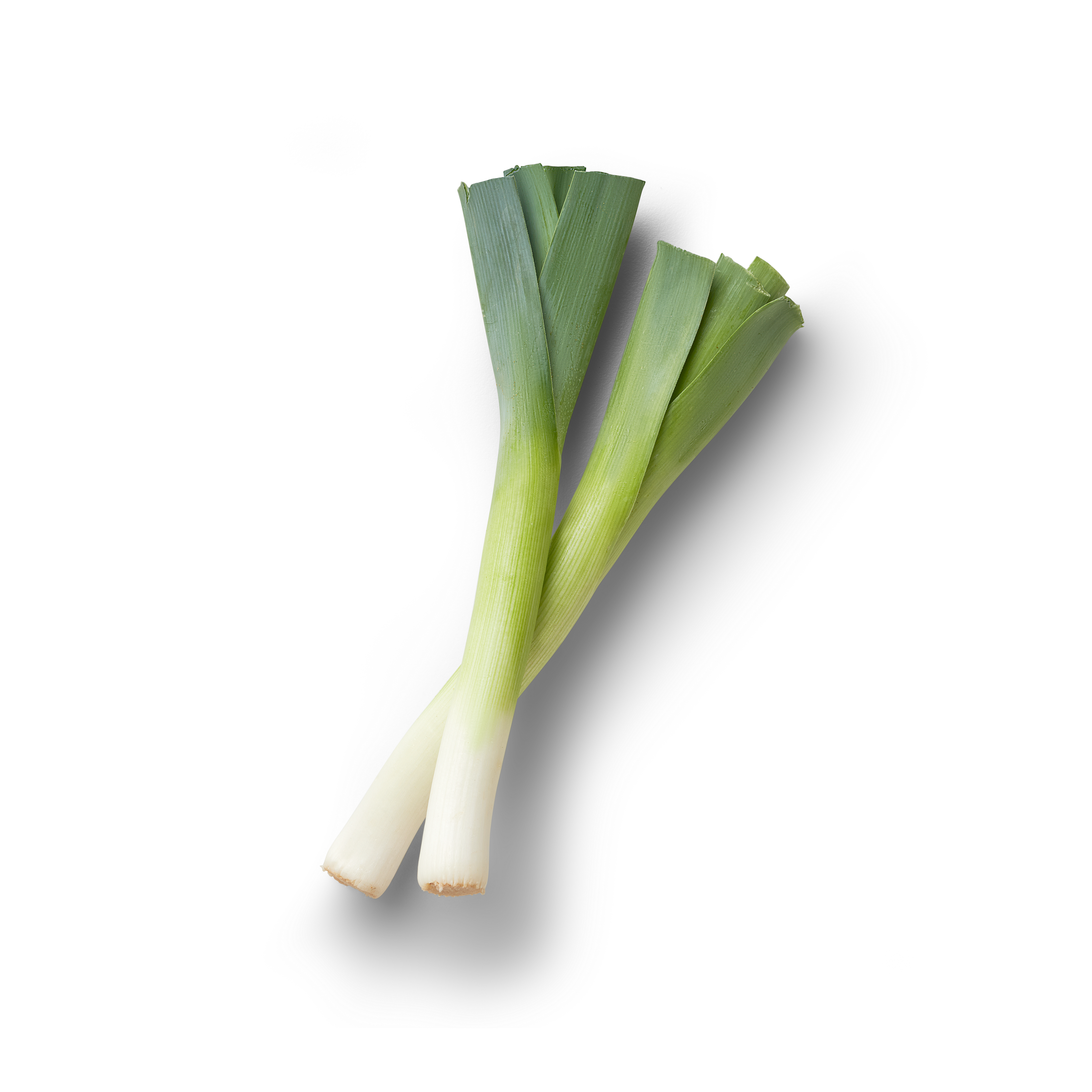 Mini Leek Topview