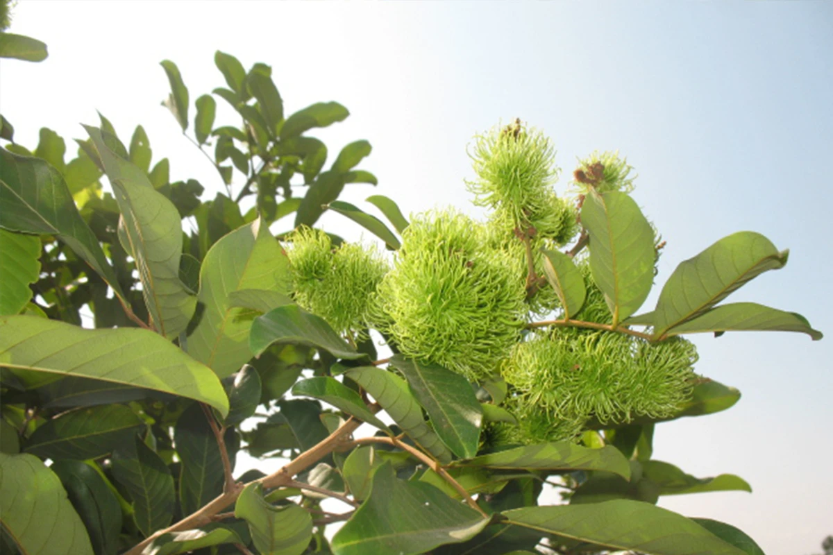 Rambutan - Woher kam Rambutan?