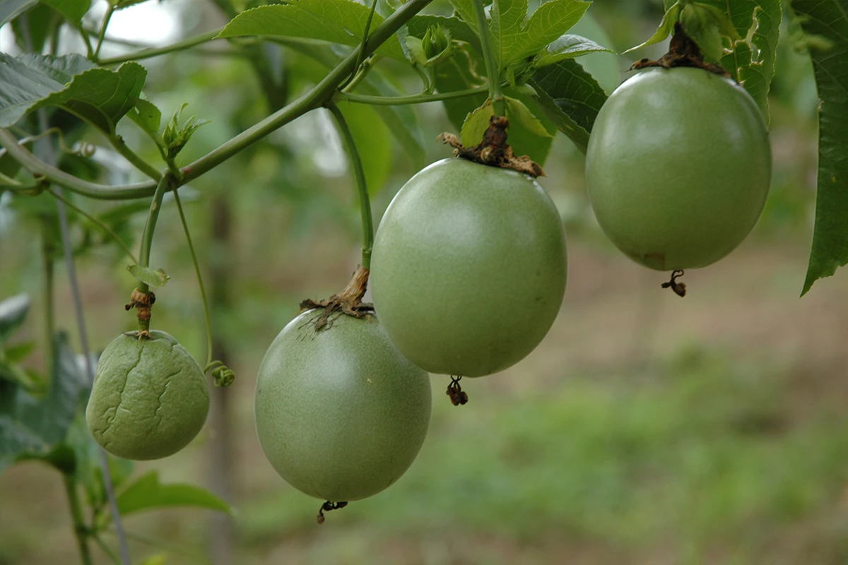 Passion Fruit - Where Did Passion Fruit Come From