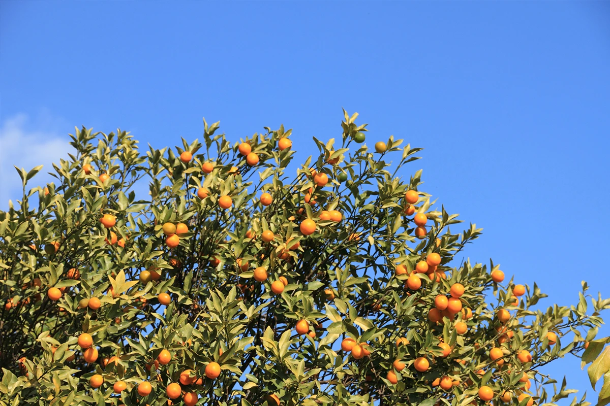 Kumquats - Where Did Kumquats Come From