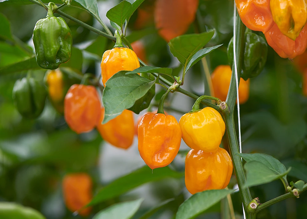 EAT ME Habanero peper teelt