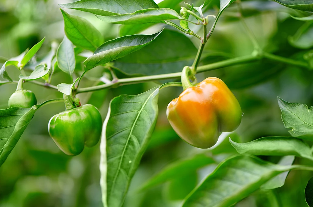 EAT ME Mini-Paprika