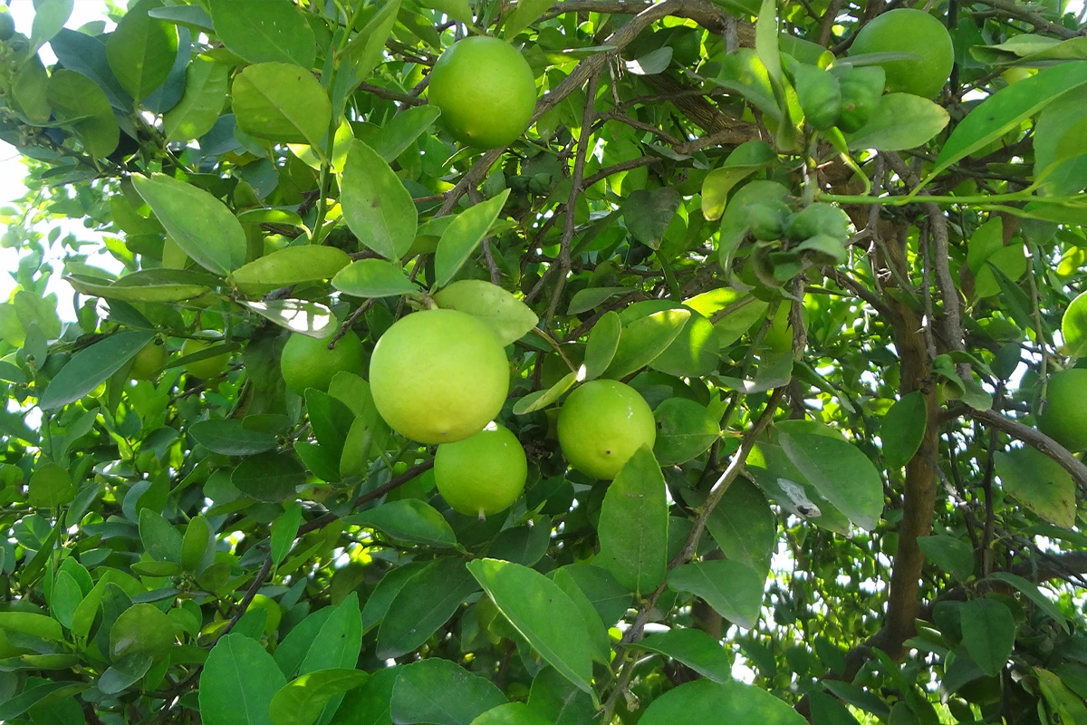 Lime - Where Do Limes Come From
