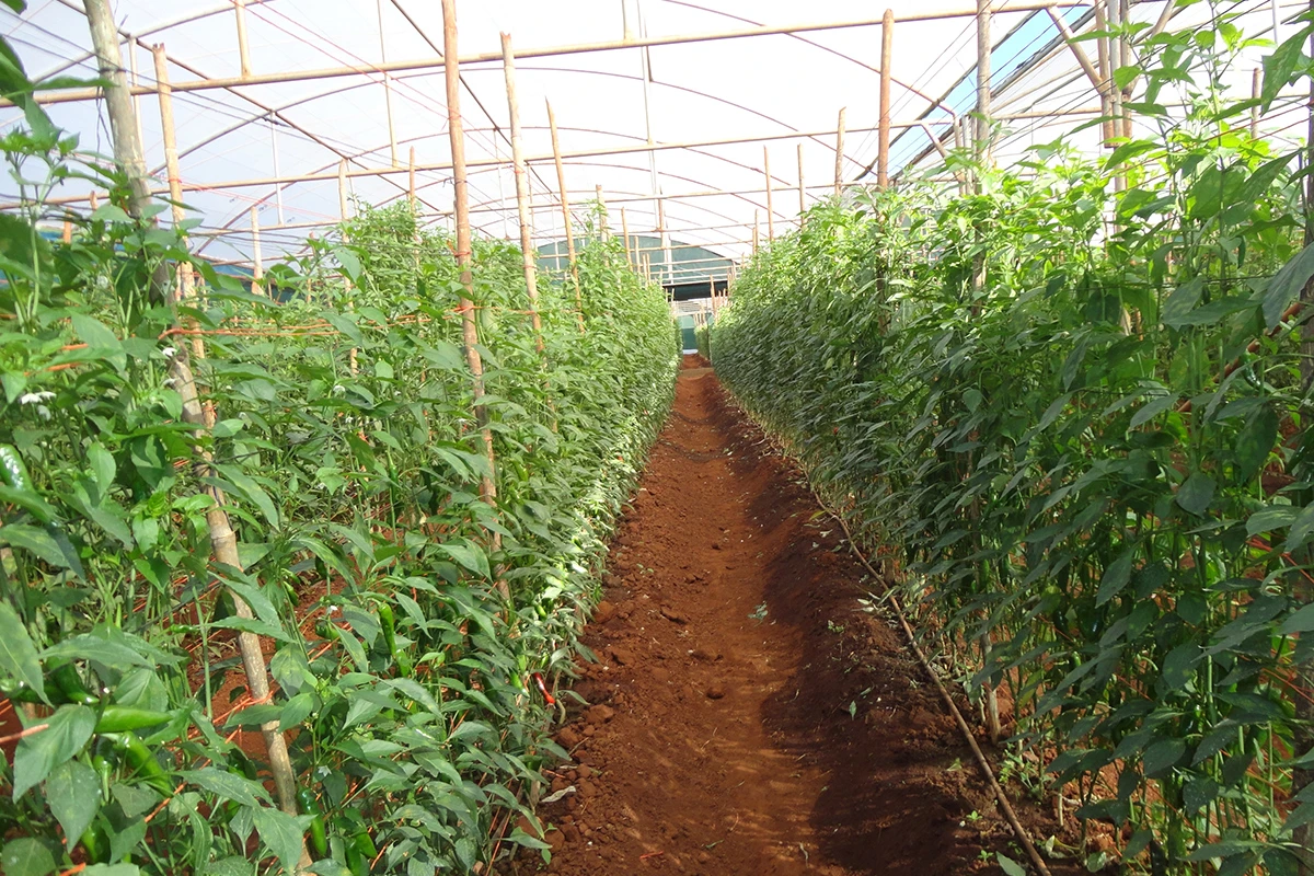 Carolina Reapers - Wo wachsen die Carolina Reapers?