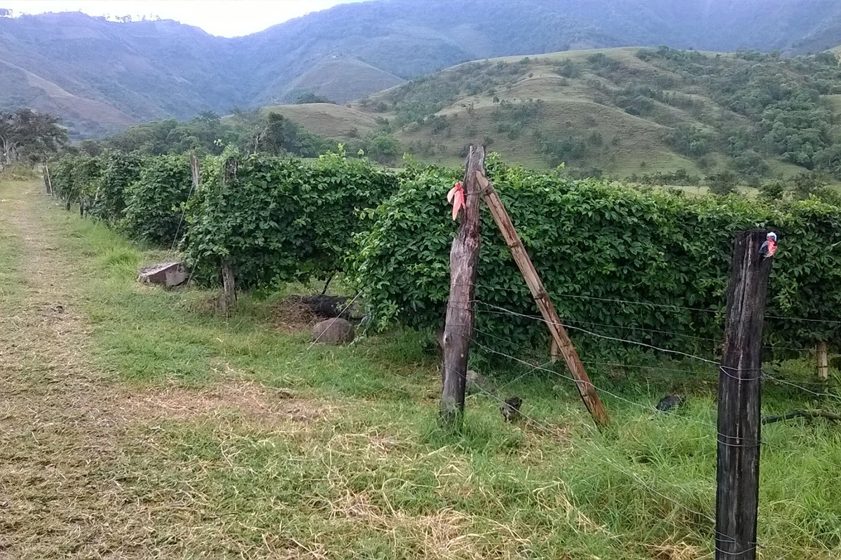 Maracuja - Woher kam Maracuja?