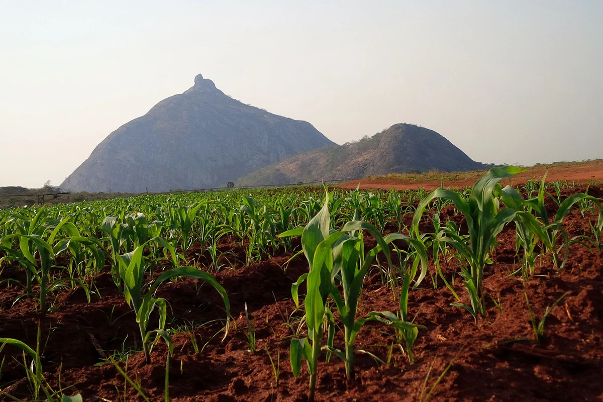 Padrone - Where do the padrone peppers grow?