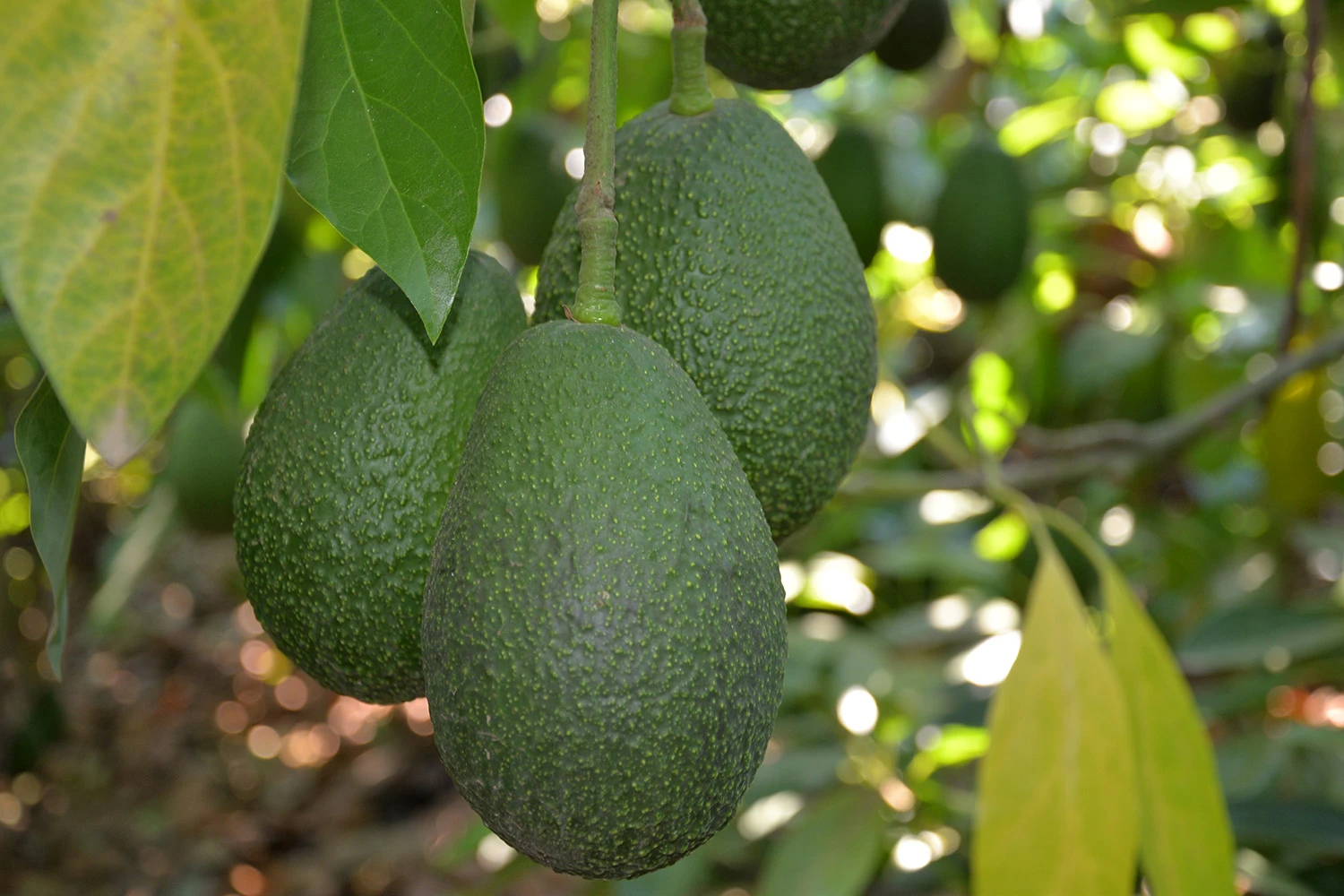 Where do avocados come from? Grow picture of avocado