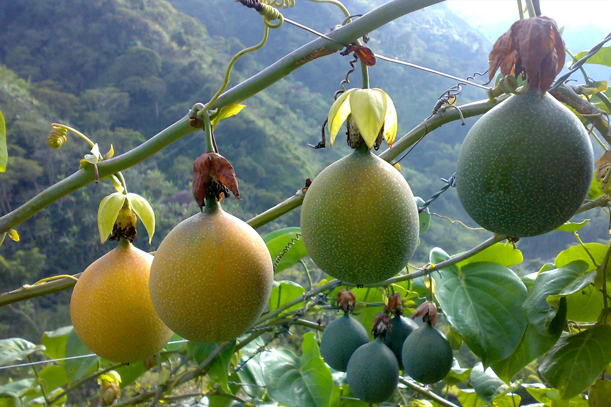 Granadilla - Woher kam Granadilla?