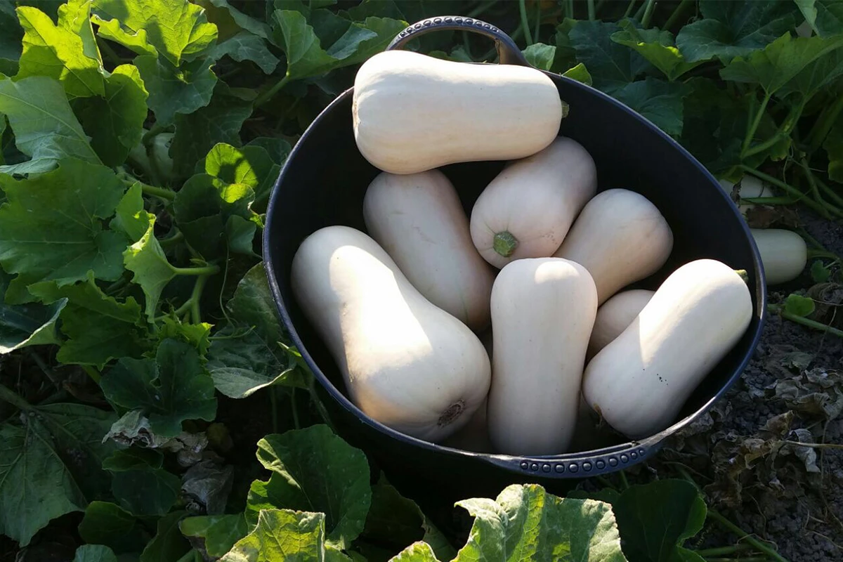 Flespompoen - Waar Komen Flespompoenen Vandaan