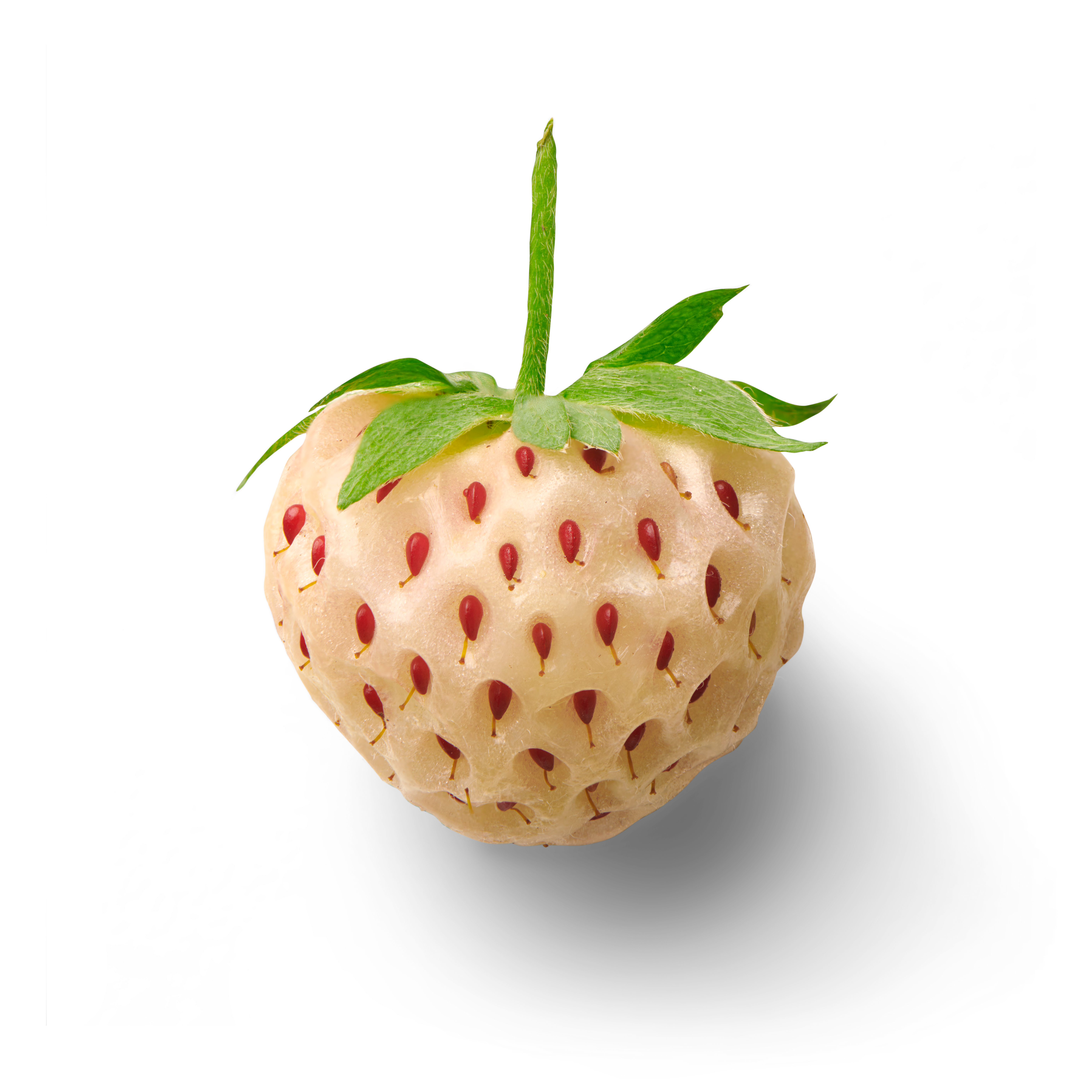 Pineberry topview