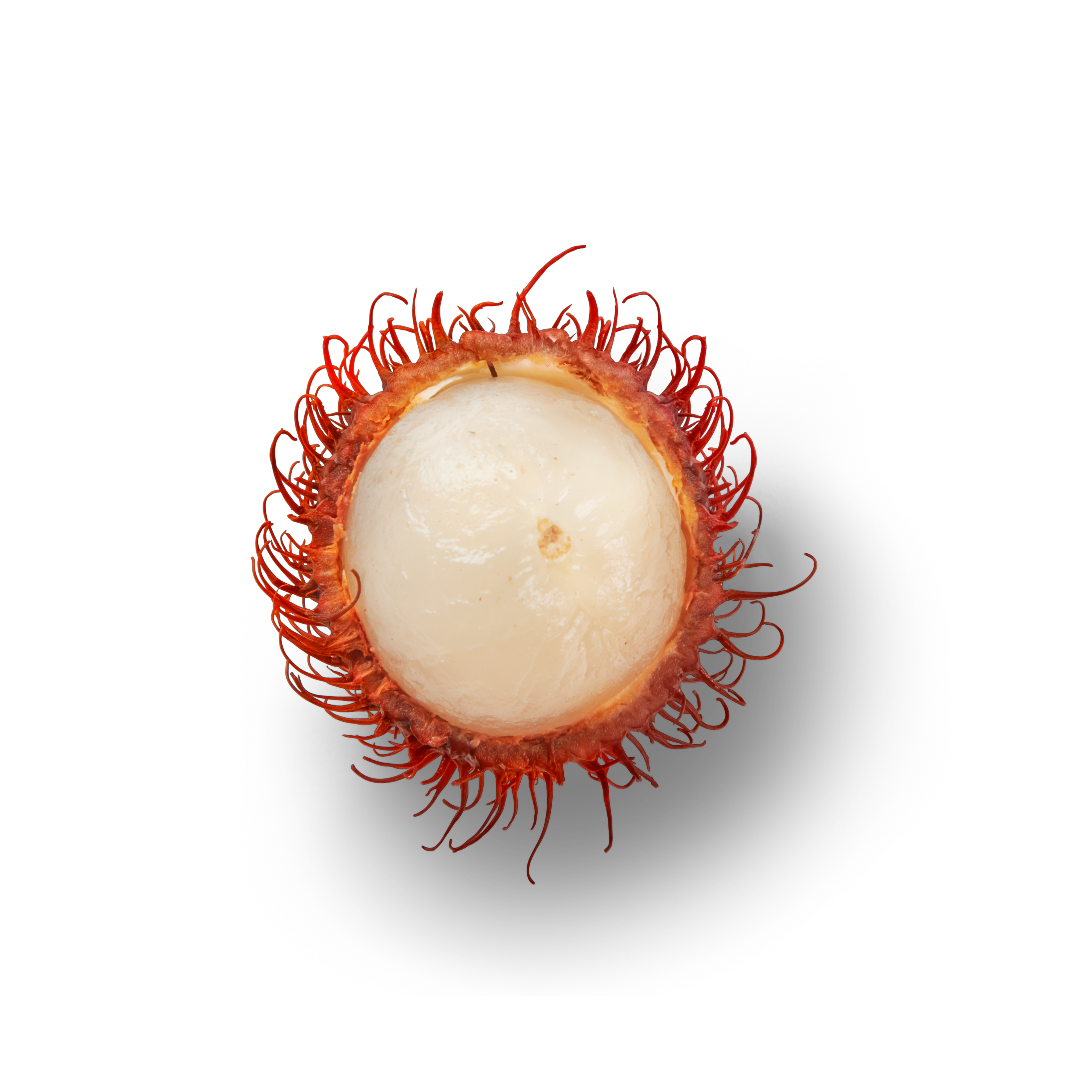 Rambutan Half Topview