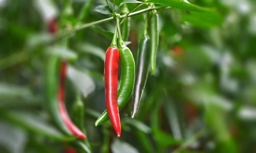 EAT ME Cayenne Chili