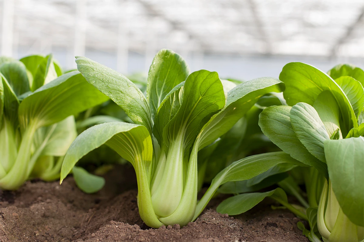 Mini Pak Choi - Woher kommt Mini Pak Choi?