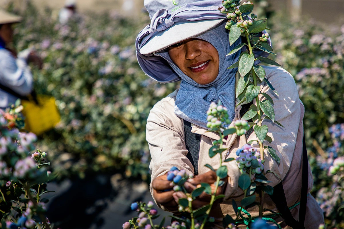 Blaubeeren - Wie nachhaltig sind Blaubeeren