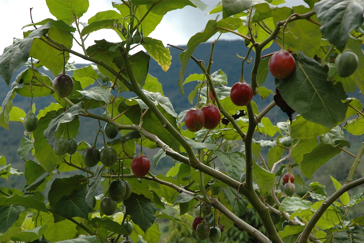 Tamarillo - Waar Komt Tamarillo Vandaan
