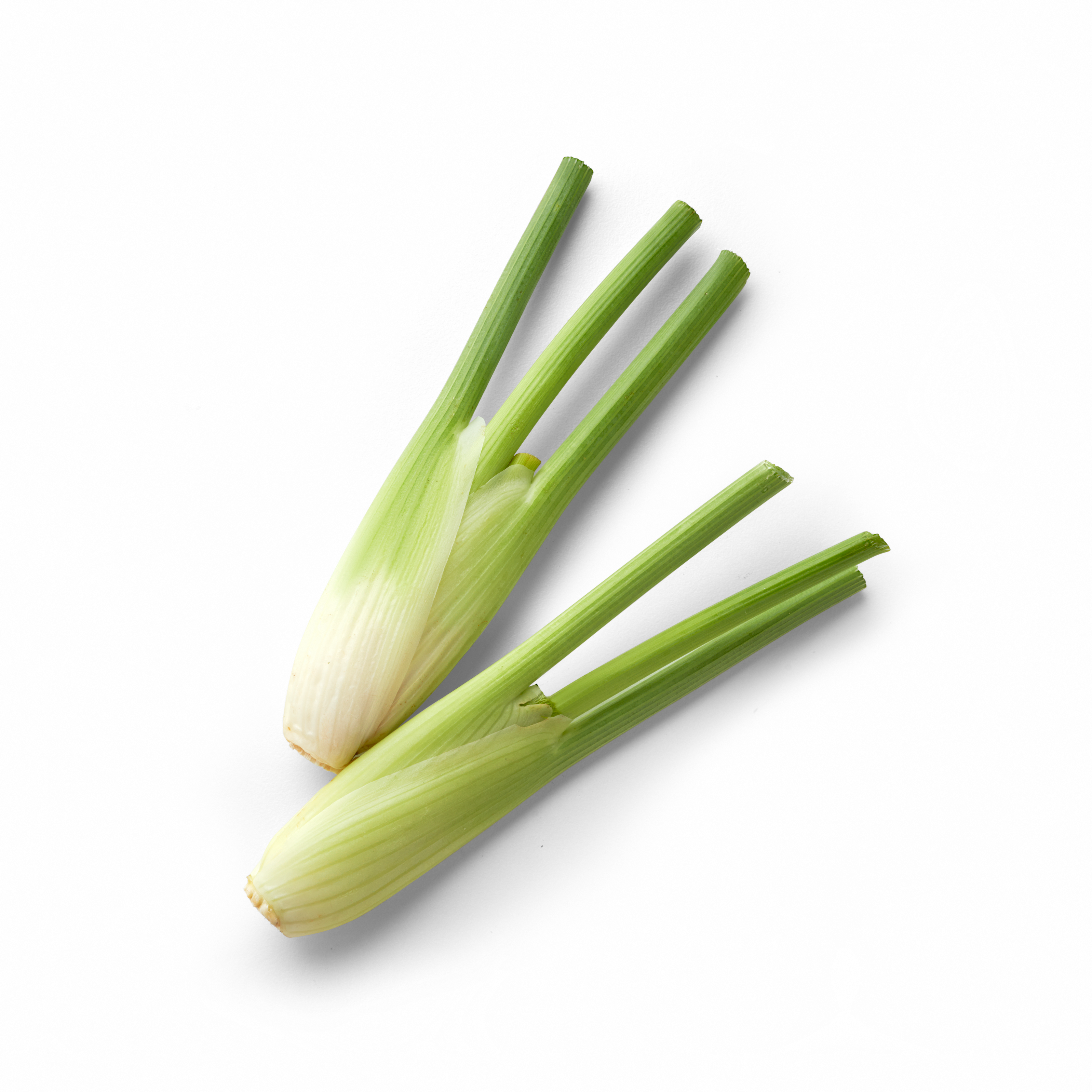 Mini Fennel Topview