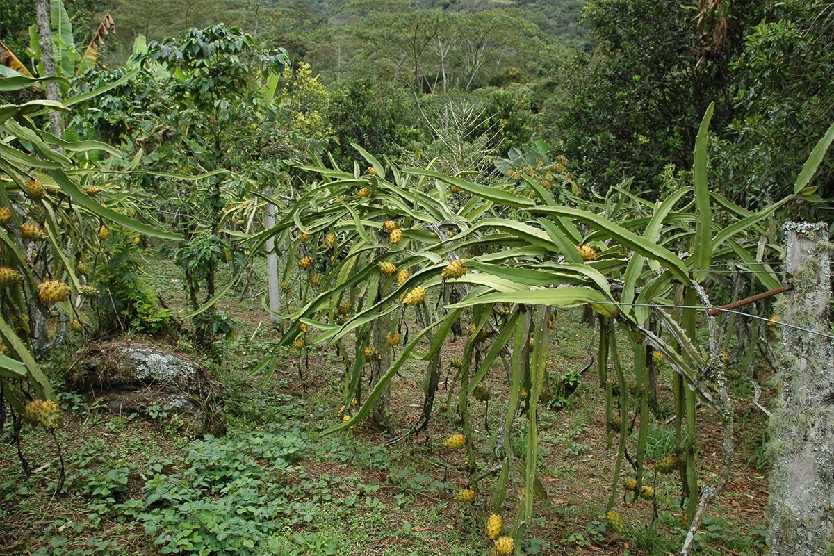 Yellow Dragon Fruit - Where Did Yellow Dragon Fruit Come From?