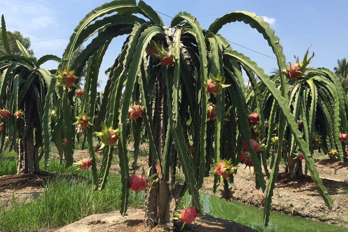 Drachenfrucht - Woher kam die Drachenfrucht?