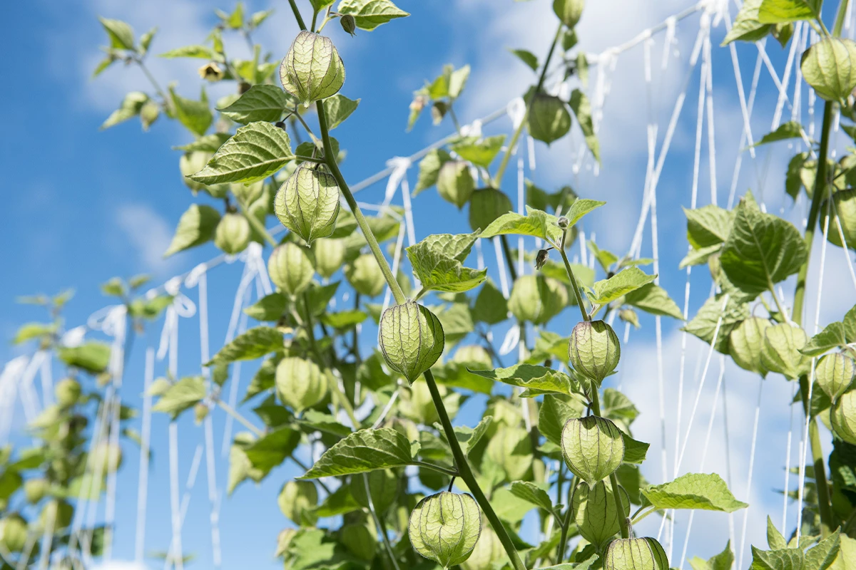 Physalis - Woher kam Physalis?