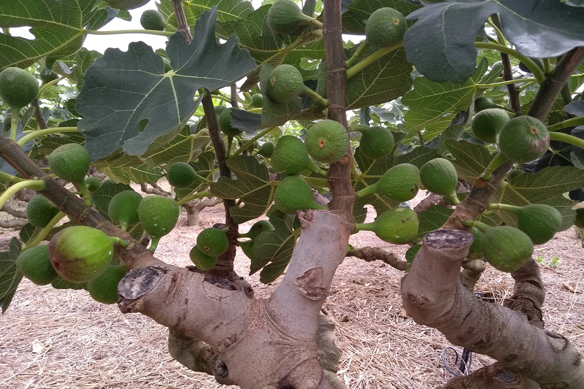 Figs - Where Do Figs Come From