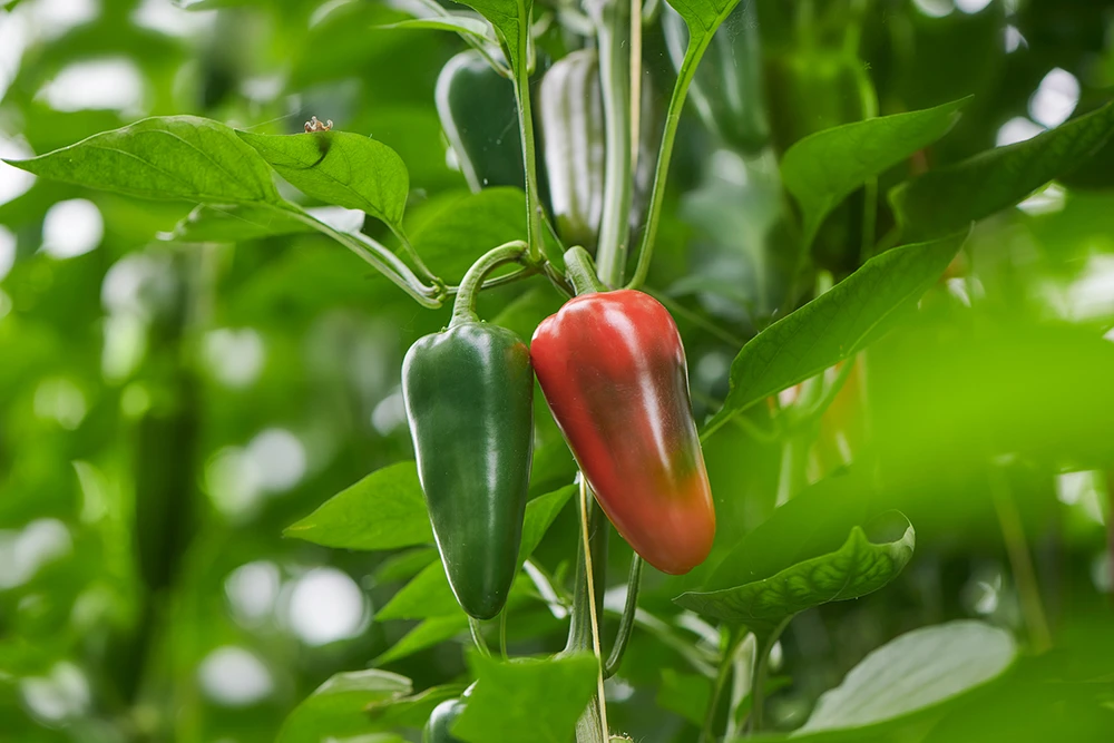 EAT ME Jalapeño peper teelt