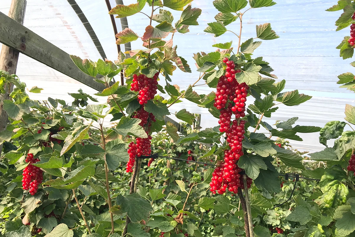 Red currants - Where Did Red currants Come From
