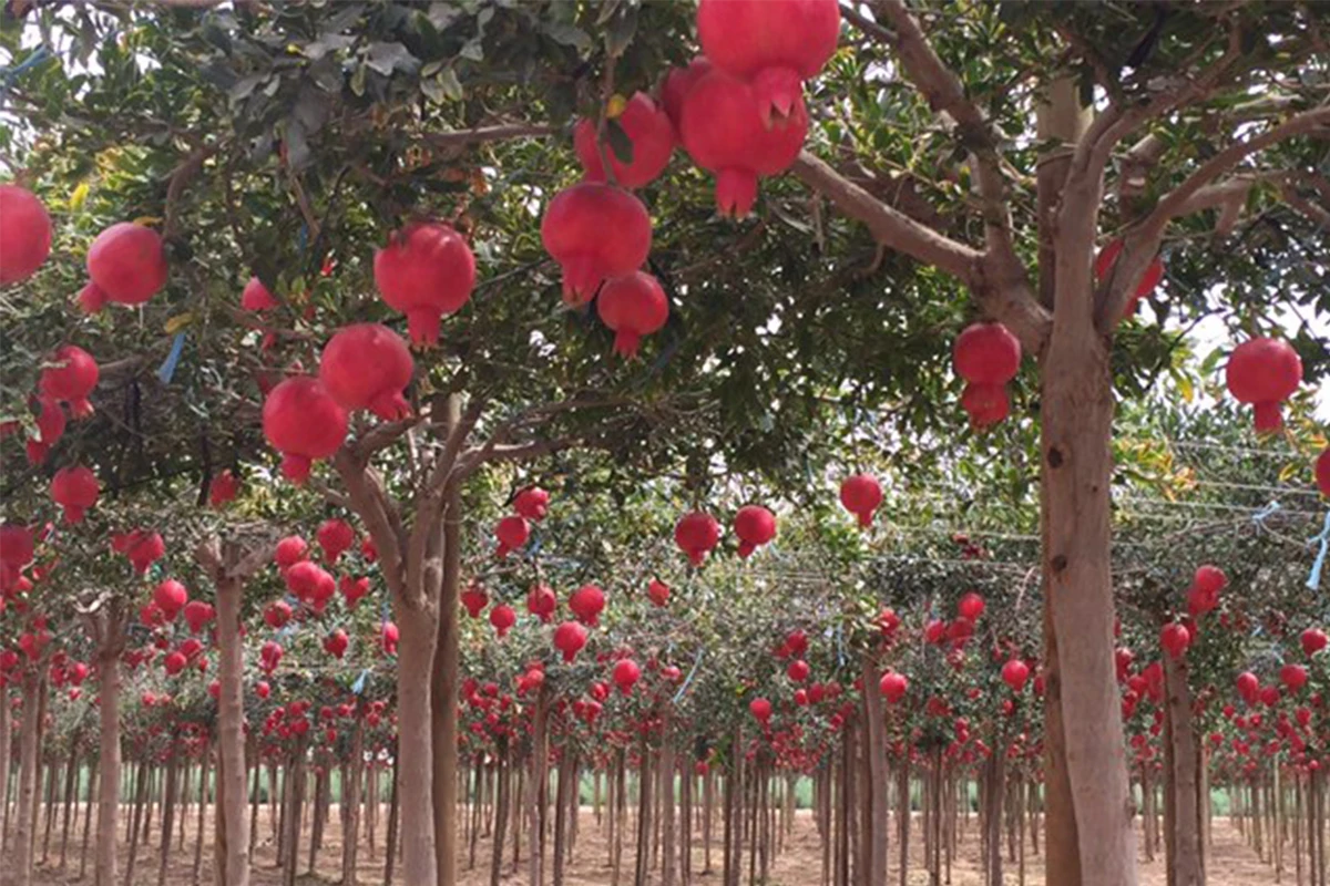 Pomegranate - Where Did Pomegranate Come From