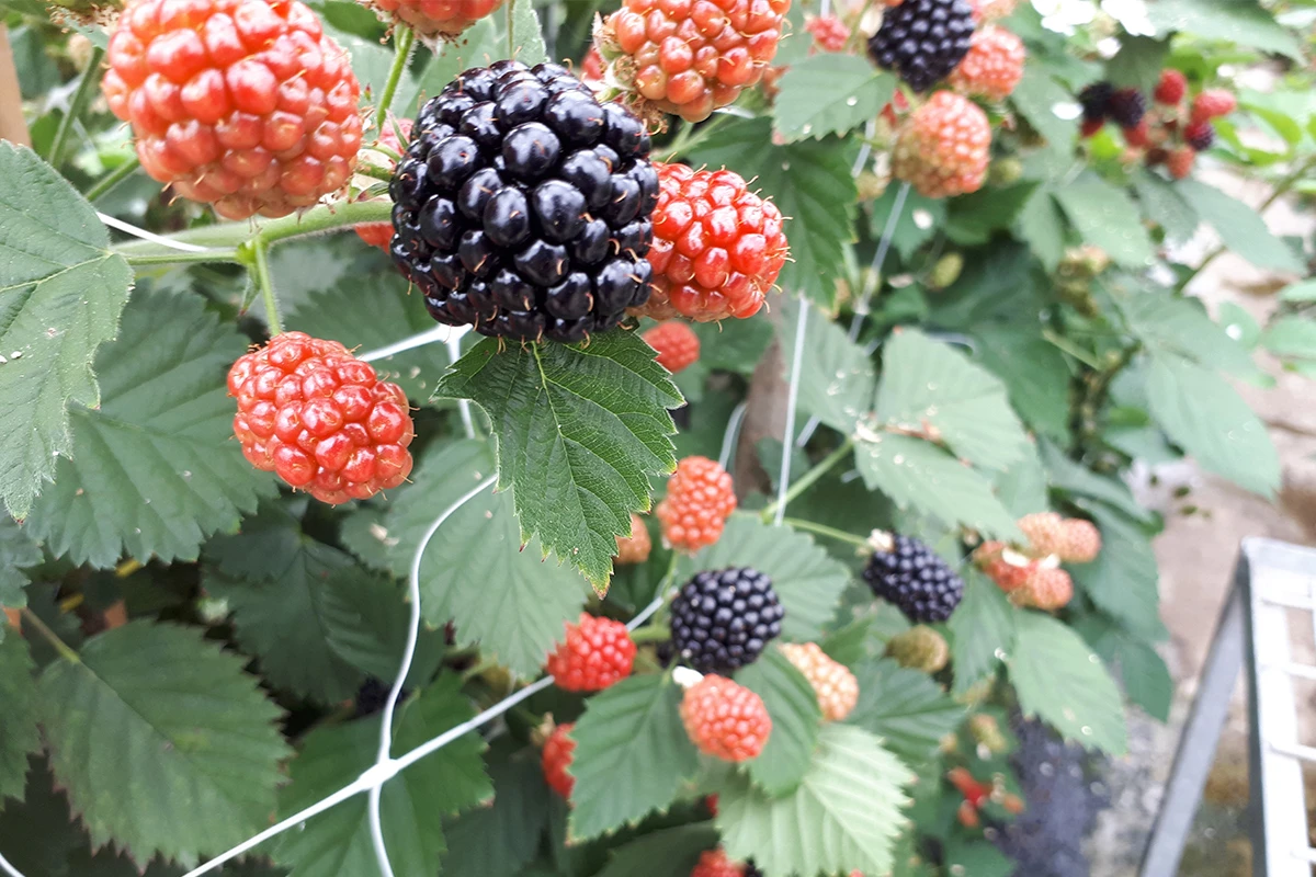 Blackberries - Where Do Blackberries Come From