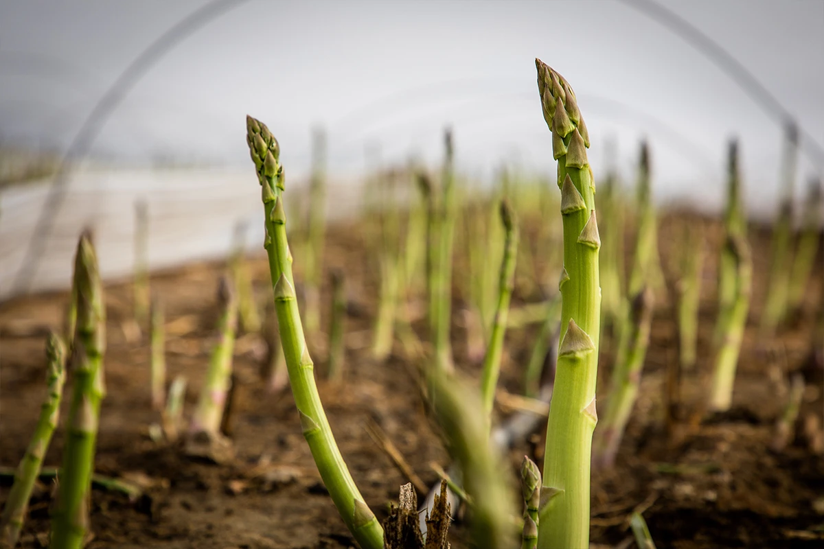 Green Mini Asparagus - Where Did Green Mini Asparagus Come From?
